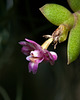 Dendrobium-Hybride - 2010-08-15-_DSC3163