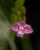 Dendrobium-Hybride - 2010-08-15-_DSC3145