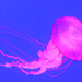 Pacific Sea Nettle (7) - 21 October 2014