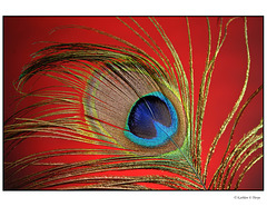 Peacock Feather 2
