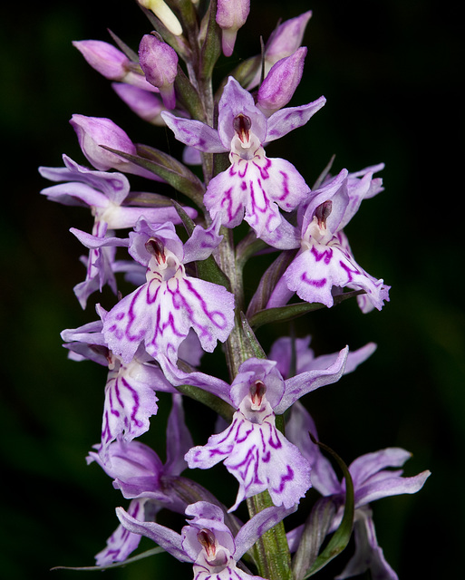Orchis maculata - 2011-06-30-_DSC9939 Orchis maculata - 2011-06-30-_DSC9939