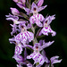 Orchis maculata - 2011-06-30-_DSC9939