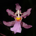 Oncidium ornithorhynchum (Cultivar od. Hybr.) - 2012-01-08-_DSC5894