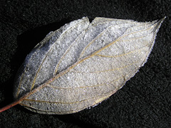 Crystalized leaf
