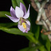 Barkeria whartoniana - 2012-01-10-_DSC5924