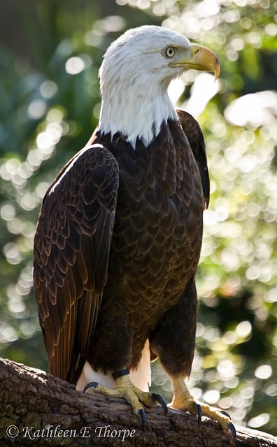 Bald Eagle on Perch