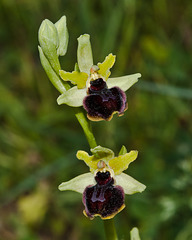 Ophrys sphegodes - 2011-05-06-_DSC8844