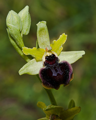 Ophrys sphegodes - 2011-05-06-_DSC8842