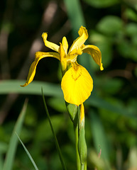 Iris pseudacorus - 2011-04-29-_DSC6876