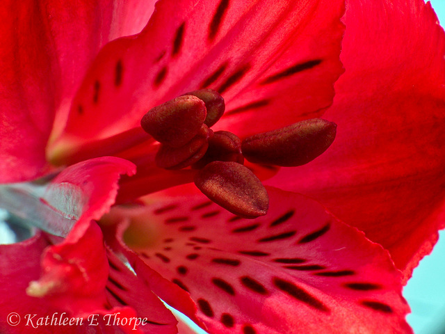 Red Flower Macro 1
