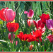 Poppies, Red, Purple, Pink.