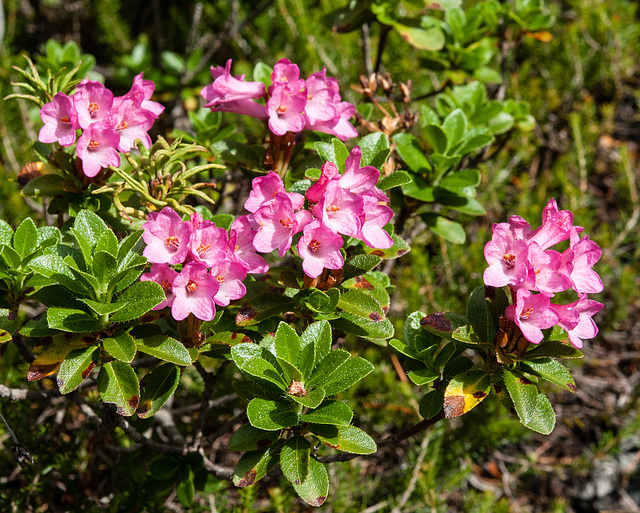 Rhododendron hirsutum - 2012-07-12-_DSC0685