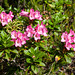 Rhododendron hirsutum - 2012-07-12-_DSC0685