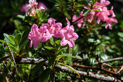 Rhododendron hirsutum - 2012-07-12-_DSC0658