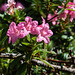 Rhododendron hirsutum - 2012-07-12-_DSC0658