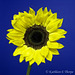 Sunflower on Blue 41712