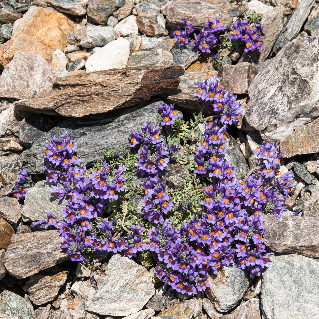 Linaria alpina - 2012-07-16-_DSC0980