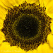 Sunflower Macro 41712