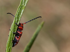 Red Milkweed Beetle on a Stem