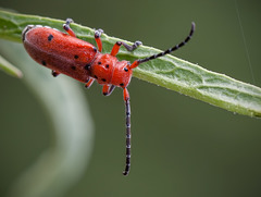 Back View of a Red Milkweed Beetle