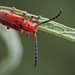 Back View of a Red Milkweed Beetle