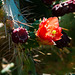 Opuntia bergeriana - 2012-06-17-aa-_DSC9938