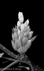 Rhododendrum bud in black and white
