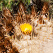 Echinocactus grusonii - 2012-06-17-aa-_DSC9943