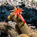 Cleistocactus winteri - 2012-06-17-aa-_DSC9941