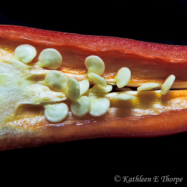 Red Chili pepper seeds.  Nothing like a macro image to make one appreciate what one eats ... {:o)!!!