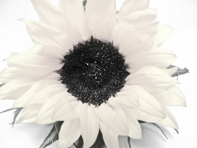 Sunflower in muted tones - A Lighter Shade of Pale