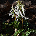 Corydalis solida - 2012-03-03-_DSC6270