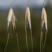A Trio of Wild Oats