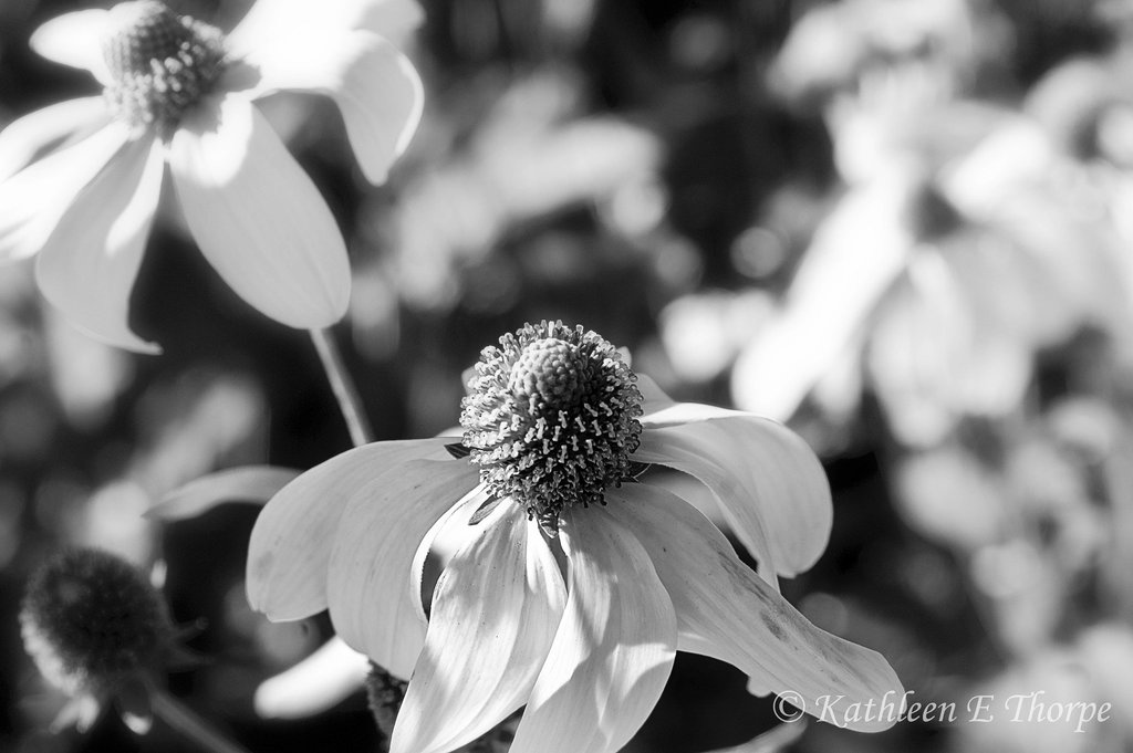 Floral Black and White - Explore December 7, 2012
