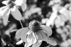 Floral Black and White - Explore December 7, 2012
