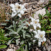 Edelweiss, Leontopodium alpinum - 2010-07-31-_DSC2395