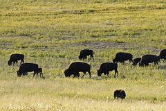 Zion Mountain Ranch Buffalo Herd