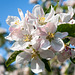 Apfelblüten - 2008-04-27-_DSC0109