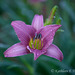 Lilac Day Lily