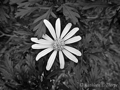 Bush Daisy in black and white