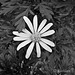 Bush Daisy in black and white