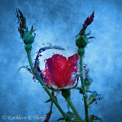 Knockout Rose Frozen Bud in Shadowbox Texture