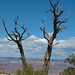 Grand Canyon South Rim tree