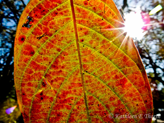 Leaf and Sunburst
