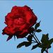 Rote Rose - blauer Himmel / rose rouge - bleu ciel / red rose - blue sky