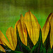 Sunflower HDR Dyrk Wyst Texture