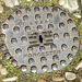 Worcester 2013 – Manhole cover of C. Evans of Worcester