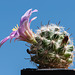 Mammillaria insularis - 2012-08-19-_DSC1849