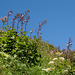 Hochstaudenflur mit Cicerbita alpina - 2012-08-15-_DSC1633