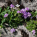 Erinus alpinus, Leberbalsam - 2012-08-15-_DSC1730